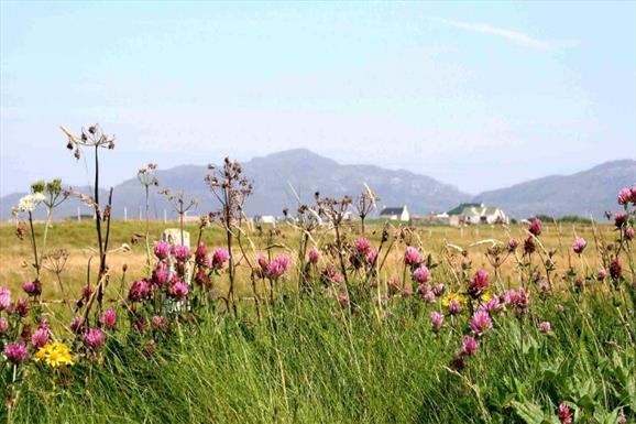 Kilpheder/Daliburgh Machair Walk