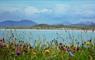 Tigh na Boireach machair flowers & beach