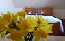 Hebrides House daffodils