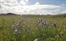 Struan House - Sollas machair flowers