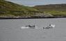 The View Isle of Lewis Lodges village in winter dolphins