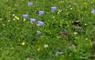 30 Backhill flowers