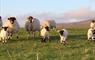 Na Bothain, Sandy Bay Wigwams ® sheep & lambs