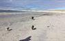 Tranquil Sands  dogs on beach