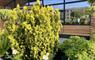 Beckett + Sons bushes