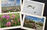 Vanessa Langley - Machair & Feamainn 4 floral prints