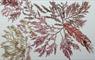 Vanessa Langley - Machair & Feamainn seaweed picture
