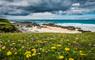 Beach scene with wildflowers in the foreground, rocky coastline, sandy shore, and a turquoise ocean under a dramatic cloudy sky.