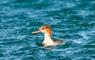 Cnoc Nan Uan Self Catering duck in water