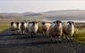 Traffic on Pentland Road