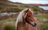 Long Island Retreats horse