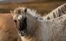 Long Island Retreats sheep