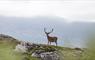 Long Island Retreats stag on hill
