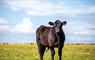 Long Island Retreats black cow