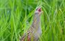 Cnoc Nan Uan Self Catering corncrake