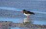 Cnoc Nan Uan Self Catering bird in water