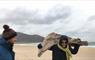 Puffin and Peregrine Tiny-House's carrying driftwood on beach